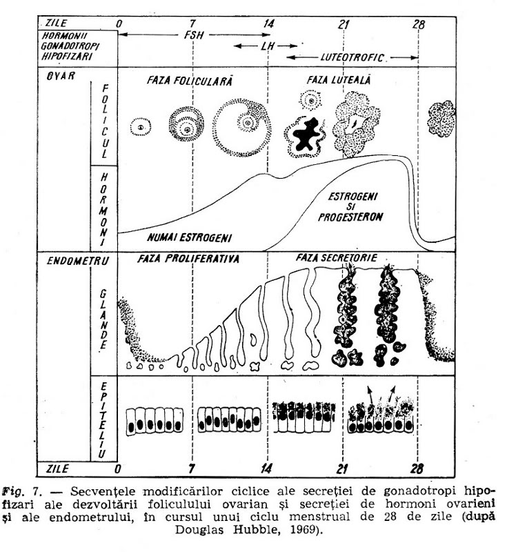 folicul ovarian