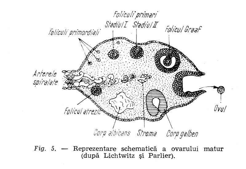 ovarul matur
