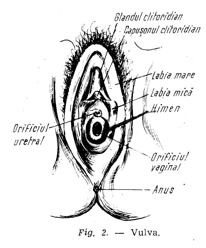 vulva