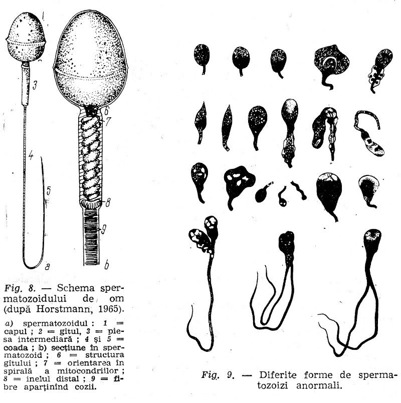 Schema spermatozoidului de om